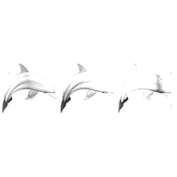 LINE OF DOLPHINS 00275SA10.gif